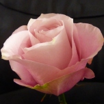 Secret Garden Roses d'Equateur Ethiflora